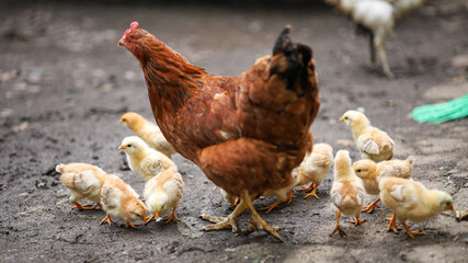 Chicken Chick with Chickens Walking in the Backyard