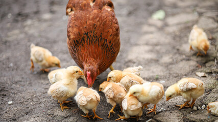 Chicken Chick with Chickens Walking in the Backyard