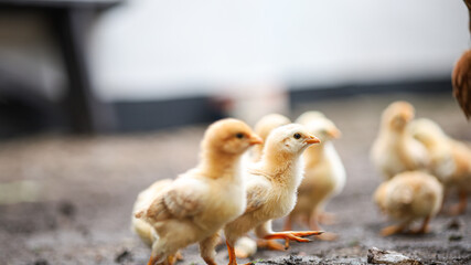 yellow little chickens watching Where is the chicken shred