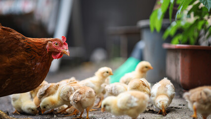 A laying hen with her chickens walks around the yard and collects crumbs of bread.
