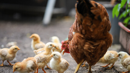 A laying hen with her chickens walks around the yard and collects crumbs of bread.