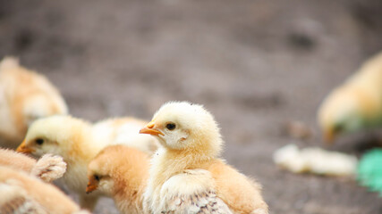 A small yellow chicken turned its head to the side and looks into the distance.