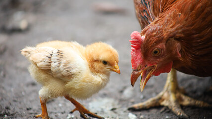 A laying hen stands next to her chick, she opened her mouth.