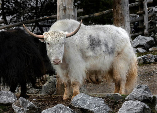 White domestic yak in the enclosure. Latin name - Bos grunniens and Bos mutus