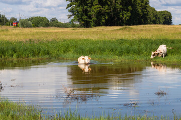 Cows in the pond