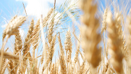 Fototapeta premium Spikelets of wheat close-up bottom view against a background of blue sky.