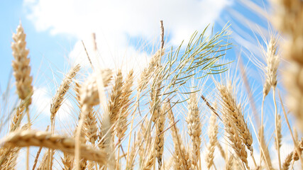 On the background of the blue sky, golden ears of rye close-up spikelets of wheat.