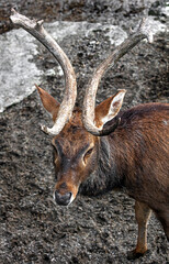 Eld`s deer also known as the thamin or brow-antlered deer. Latin name - Panolia eldii