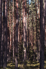 A thick forest of pine trees, long, slender tree trunks, sun and shadow game