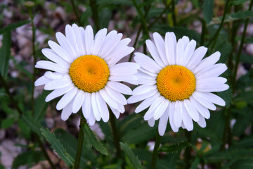Fototapeta premium two daisies in the garden macro closeup photo
