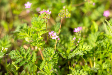 Erodium ordinary.ERODIUM CICUTARIUM. Flowers with medicinal properties. The drug is used in traditional and non-traditional medicine.