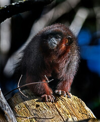 Red Titi monkey on the beam. Latin name - Plecturocebus cupreus	