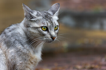 Naklejka premium A homeless cat of light gray color with unusual green eyes and expressive gaze sits on the street on the topic of social problems and stray animals and copy space