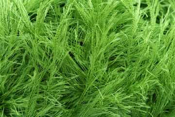Background texture of green nylon or acrylic yarn with a long thick pile for knitting by hand or hobby resembles grass