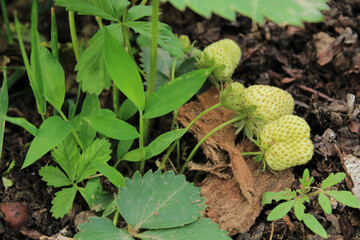 wild garden strawberry macro photo