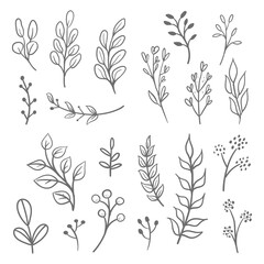 Floral graphic elements vector set. Flowers and plants hand drawn illustrations. Leaves and branches.