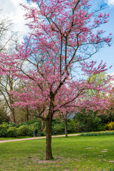 Obraz premium Spring natural background. Cherry Blossoms During Spring