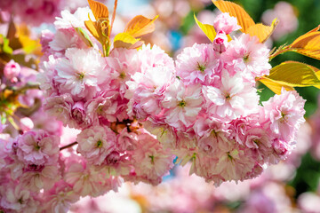 Sakura flowers blooming. Beautiful pink cherry blossom