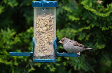 Naklejka premium sparrow at the feed silo
