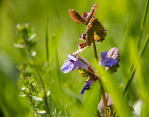 dragonfly on a flower