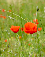Obraz premium red poppy on field