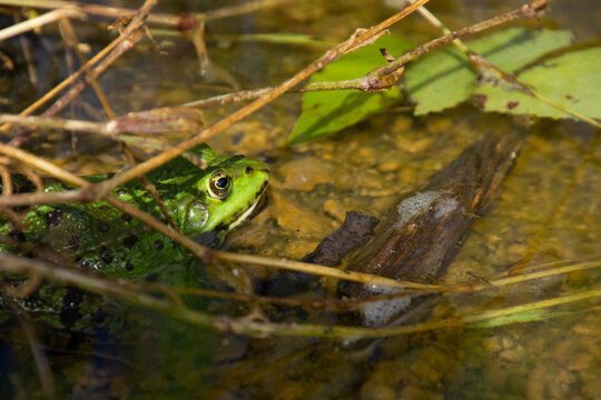 green adult water frog male hides under branches on the bank