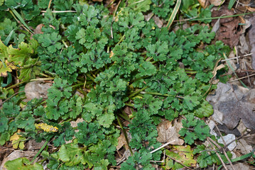 Ranunculus bulbosus