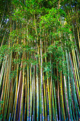 Fototapeta premium Lanscape of bamboo tree in tropical rainforest