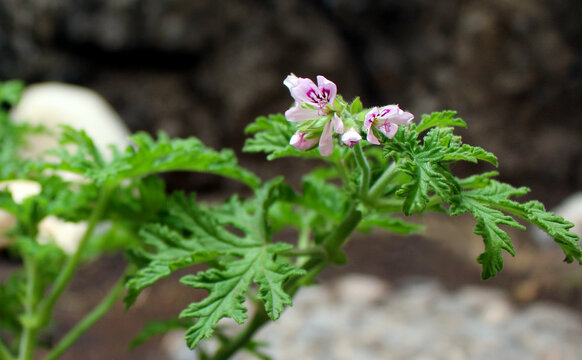Planta de Citronela con Flores