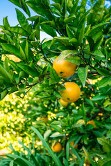 Closeup of ripe mandarins on tree