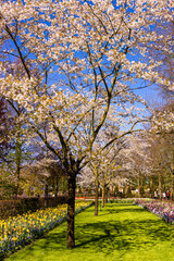 beautiful garden flowers. Spring background