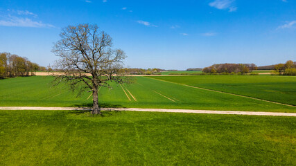 Field, Tree And Blue Sky