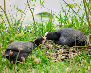 black duck making a nest 