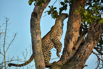 Leopard Moremi Game Reserve Botswana Africa