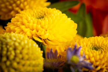 Closeup image of marigolds flowers