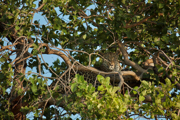 Young Leopard camouflaged in tree Moremi Game Reserve Botswana Africa