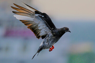 Rock pigeon