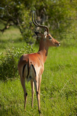 Naklejka na ściany i meble Male impala (Aepyceros melampus melampus) Moremi Game Reserve Botswana Africa