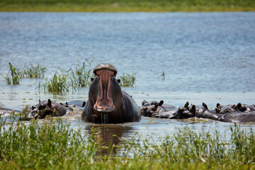 Hippo yawning Hippo Pools Moremi Game Reserve Botswana Africa