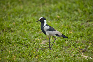 Blacksmith Lapwing or Blacksmith Plover (Vanellus armatus) Moremi Game Reserve Botswana Africa