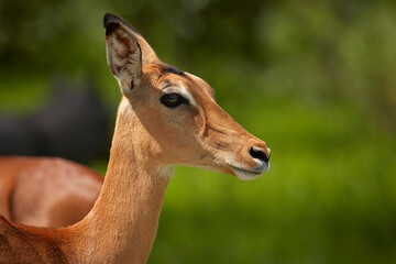 Female impala (Aepyceros melampus melampus) Moremi Game Reserve Botswana Africa