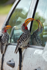 Southern Yellow-billed Hornbill (Tockus leucomelas) destroying rubber on vehicle Savuti Campsite Chobe National Park Botswana Africa
