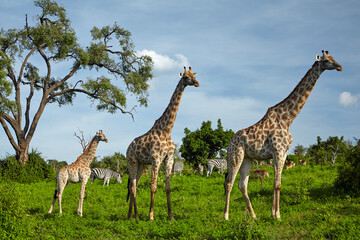 Naklejka na ściany i meble Giraffes (Giraffa camelopardalis angolensis) zebra and impala Chobe National Park Botswana Africa
