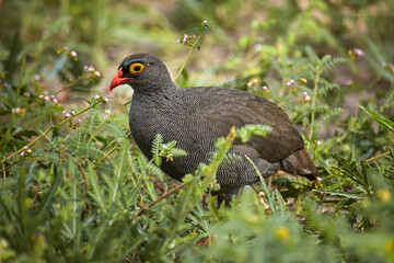 Obraz premium Red-billed Spurfowl (Pternistis adspersus) Savuti Region Chobe National Park Botswana Africa