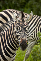 Fototapeta na wymiar Burchell's zebra (Equus quagga burchellii ) Chobe National Park Botswana Africa