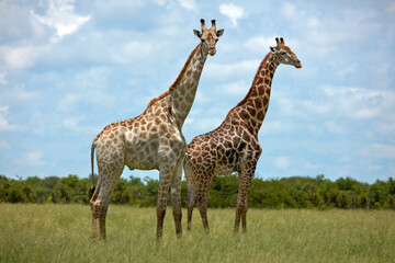 Giraffes (Giraffa camelopardalis angolensis) Chobe National Park Botswana Africa - obrazy, fototapety, plakaty