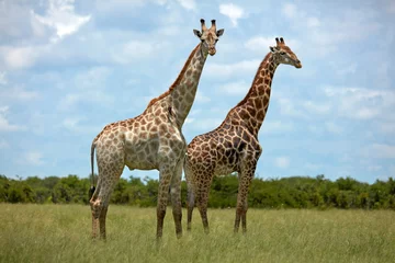 Fotobehang Giraffes (Giraffa camelopardalis angolensis) Chobe National Park Botswana Africa © Danita Delimont