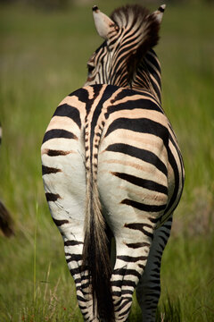 Zebra bottom Moremi Game Reserve Botswana Africa