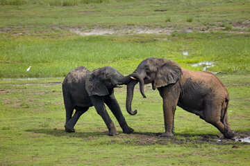 Naklejka na ściany i meble Young elephants fighting Chobe River Front Region Chobe National Park Botswana Africa