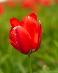 Obraz premium red tulip in the garden